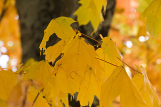 Illustration for article titled Shooting Challenge Fall Leaves Gallery 7